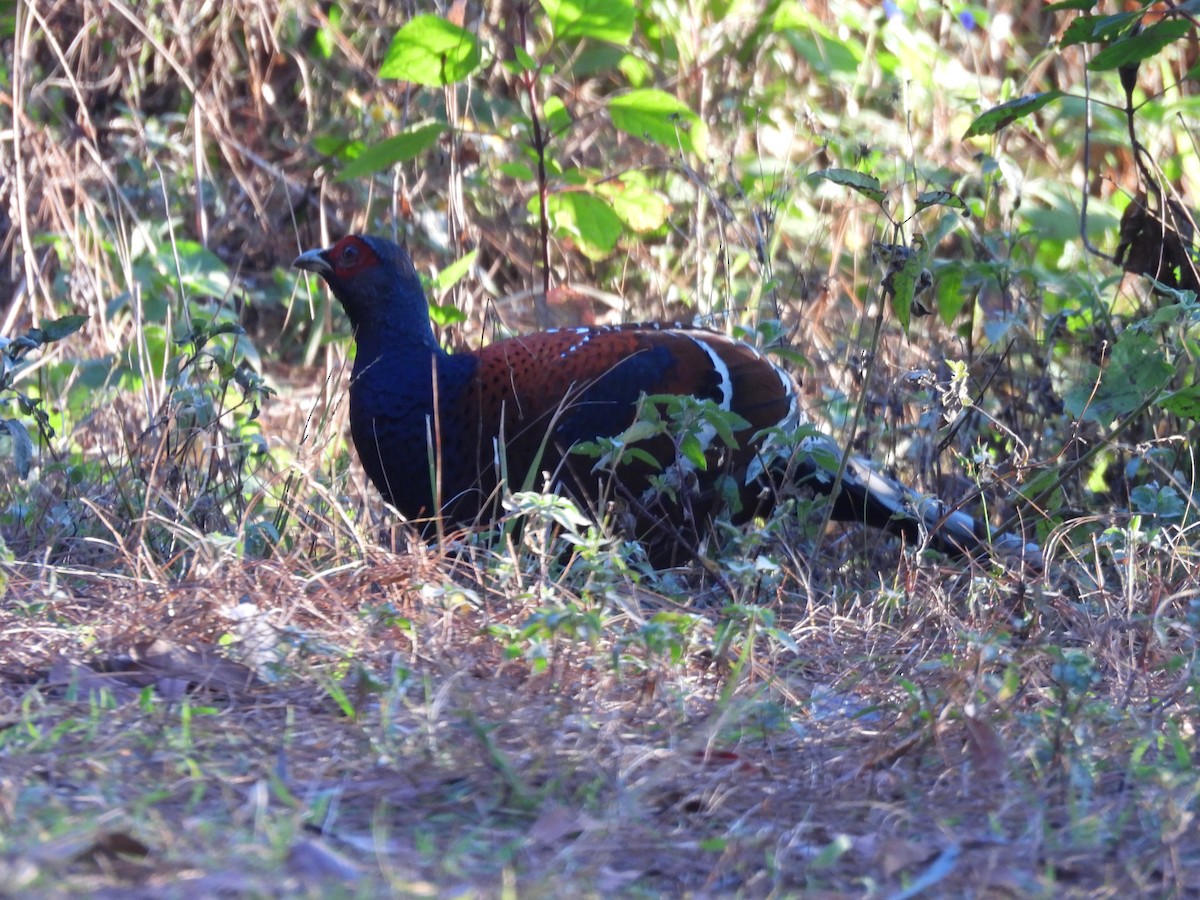 eBird Checklist - 20 Feb 2025 - Doi Pha Hom Pok NP--Doi Lang (W), AKA ...