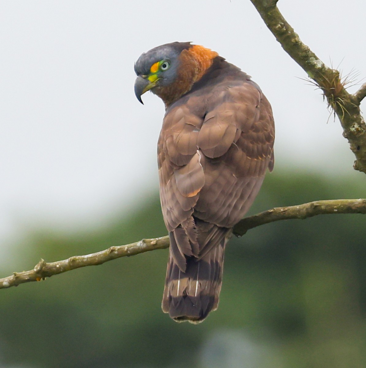 Hook-billed Kite (Hook-billed) - ML631088959