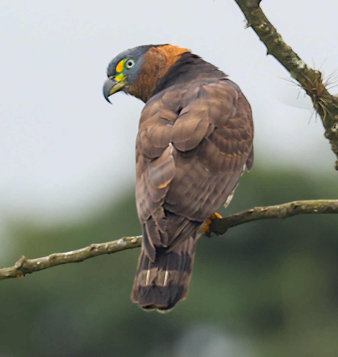 Hook-billed Kite (Hook-billed) - ML631088960