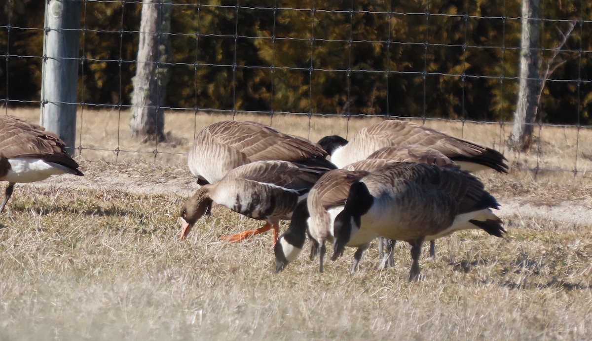 Greater White-fronted Goose - ML631089039