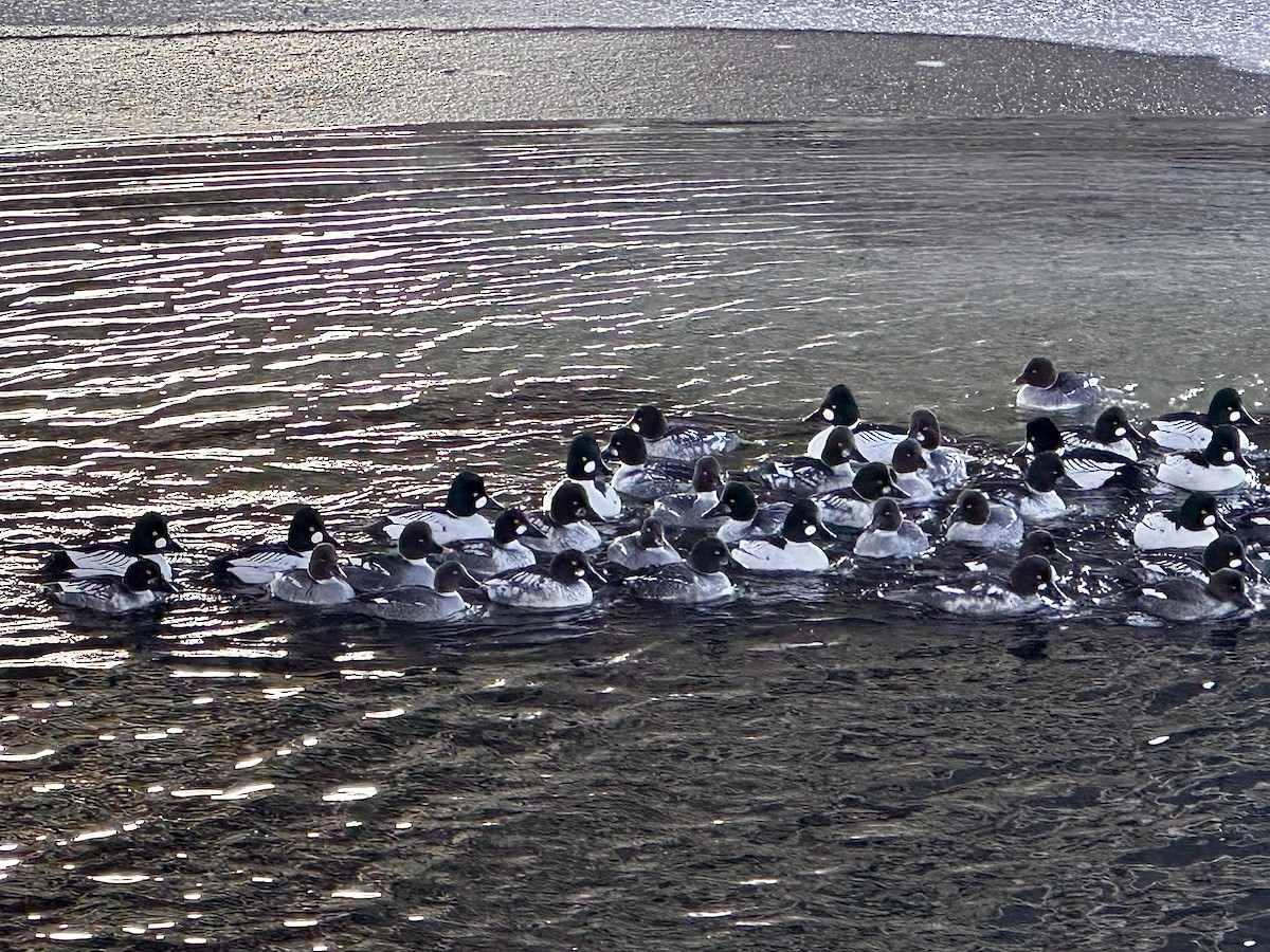 Common Goldeneye - ML631089080