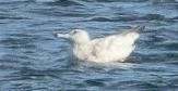American Herring x Glaucous Gull (hybrid) - ML631089175