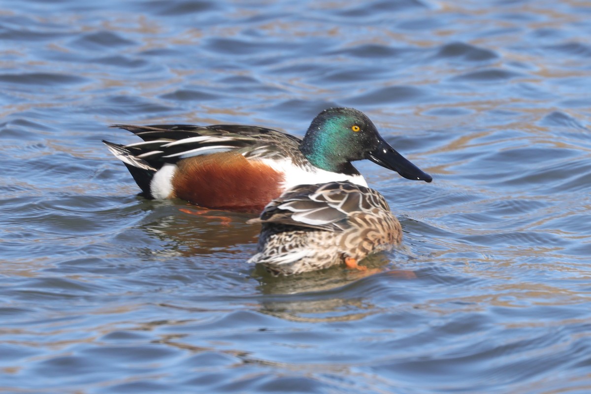 Northern Shoveler - ML631089179