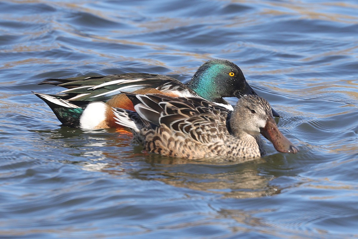 Northern Shoveler - ML631089184