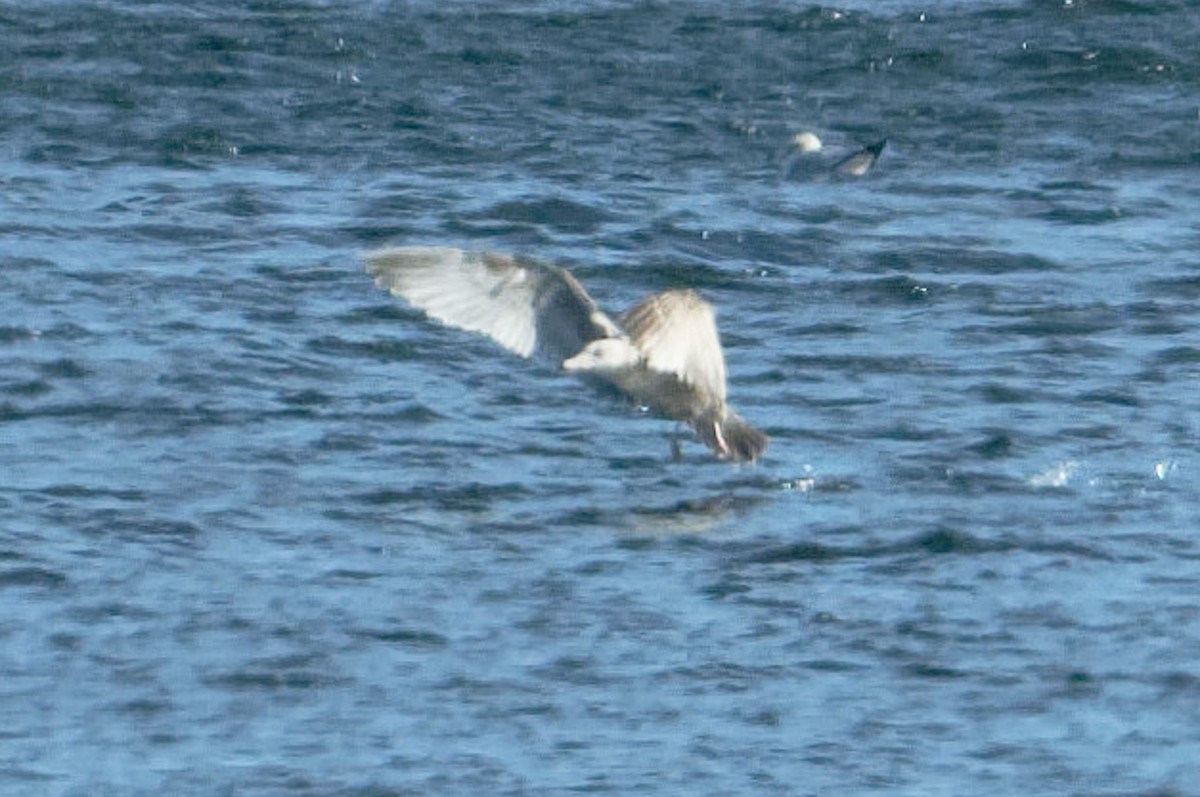 American Herring x Glaucous Gull (hybrid) - ML631089187