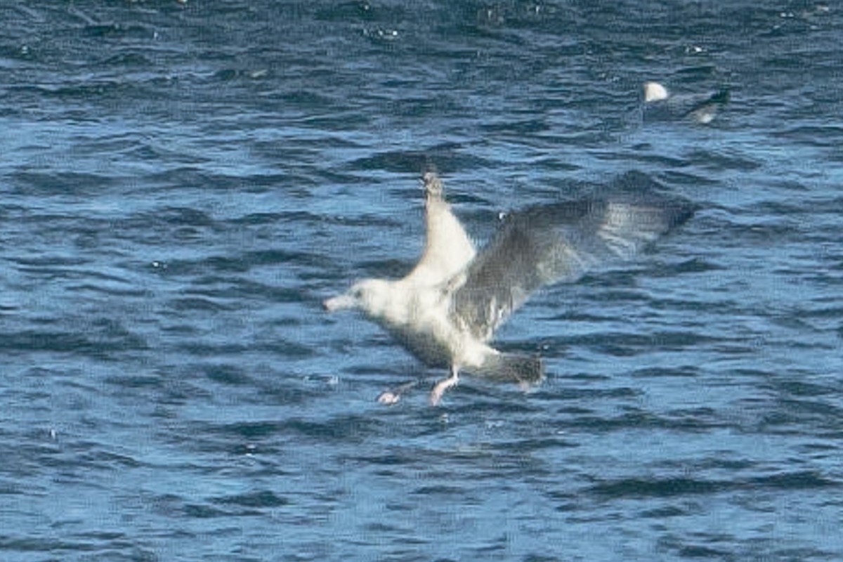 American Herring x Glaucous Gull (hybrid) - ML631089201