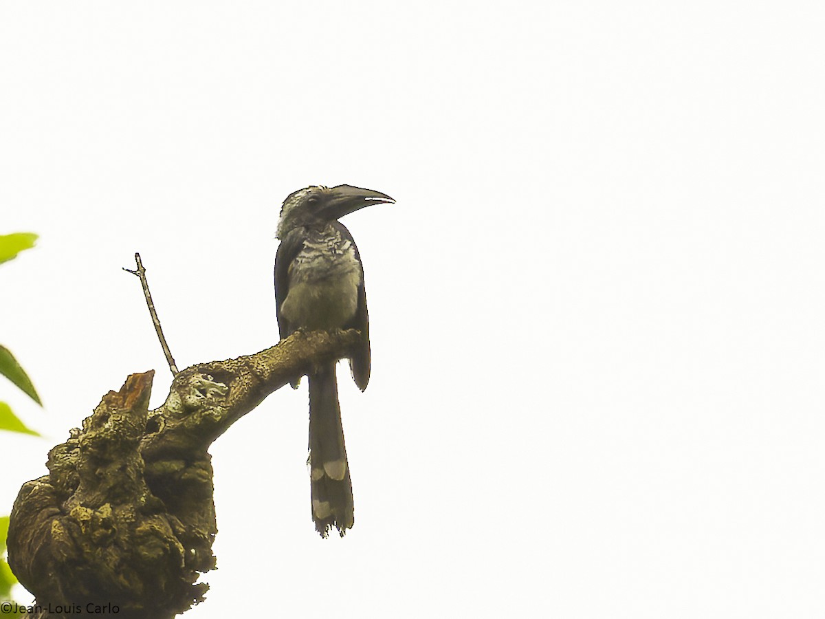 Western Dwarf Hornbill - ML631089230