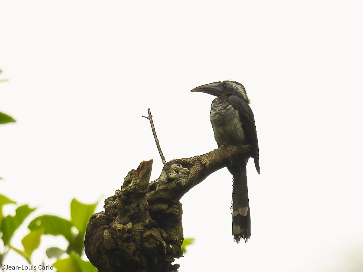 Western Dwarf Hornbill - ML631089231
