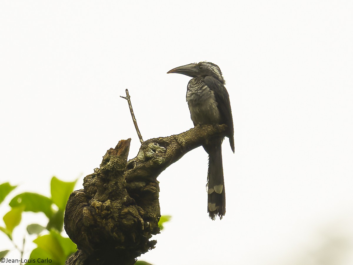 Western Dwarf Hornbill - ML631089232