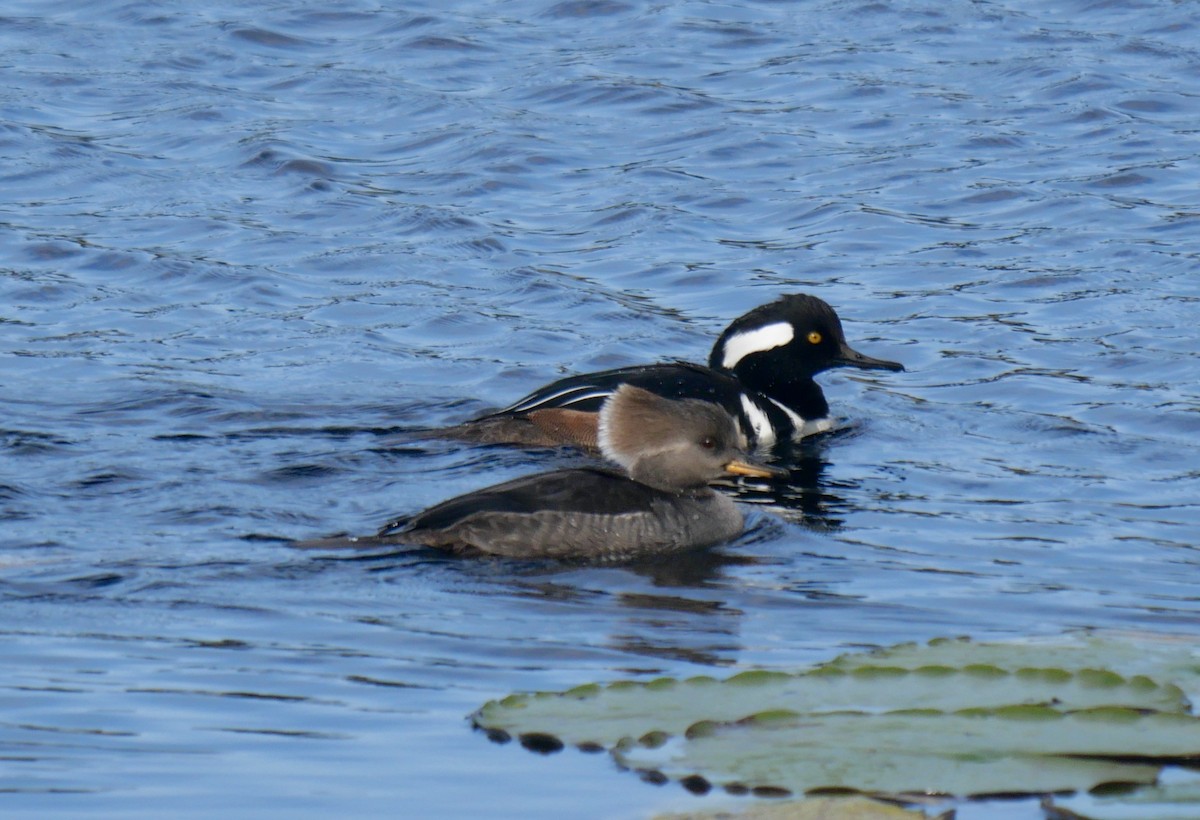 Hooded Merganser - ML631089237