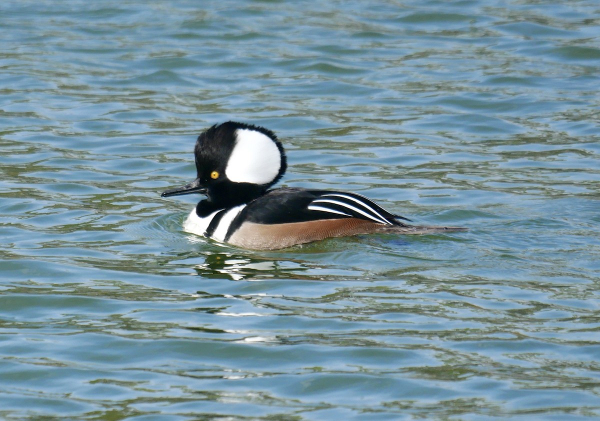 Hooded Merganser - ML631089238