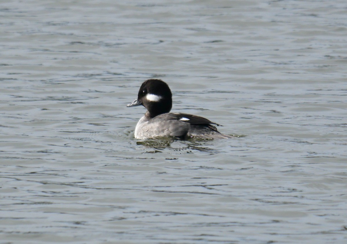 Bufflehead - ML631089243