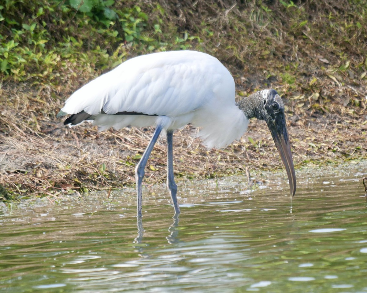 Wood Stork - ML631089246