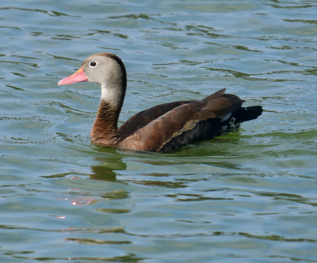 Black-bellied Whistling-Duck - ML631089323