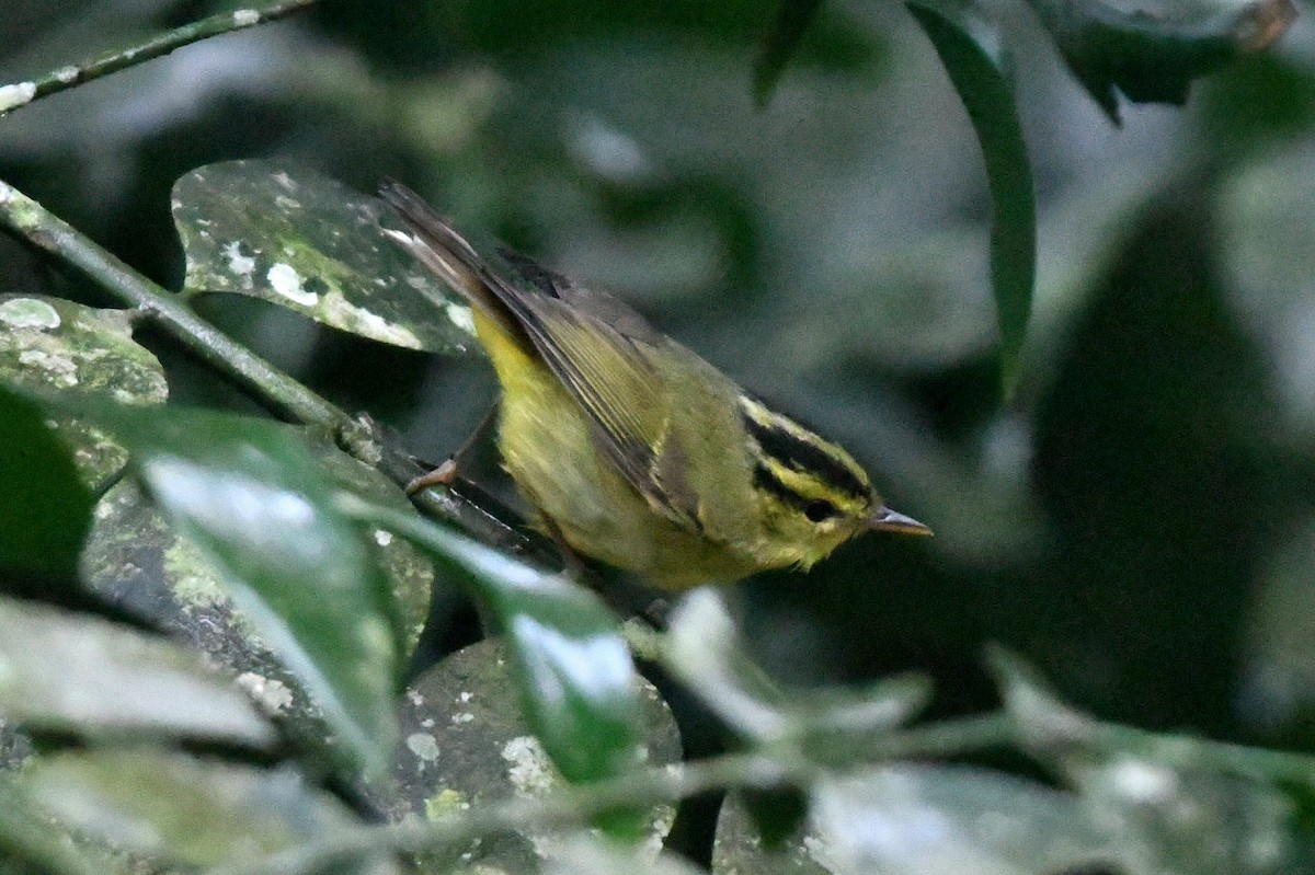 Limestone Leaf Warbler - ML631089366