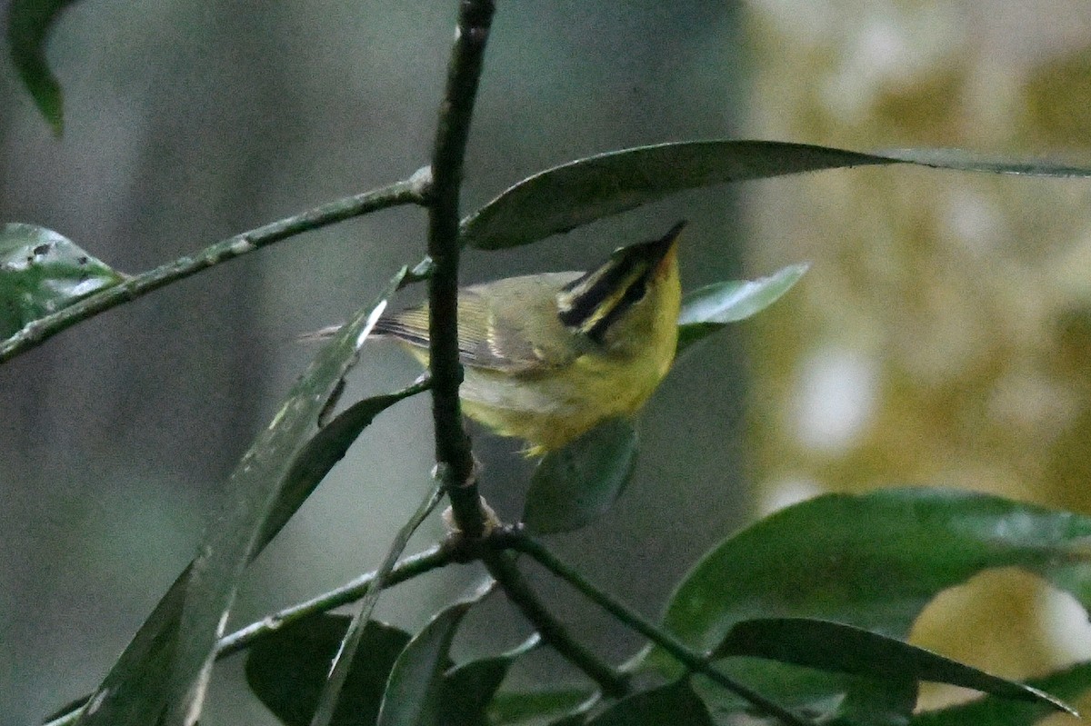 Limestone Leaf Warbler - ML631089367