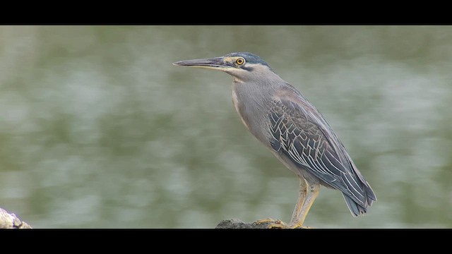 volavka proměnlivá [skupina atricapilla] - ML631089435