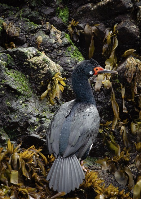 Macellan Karabatağı - ML631089719