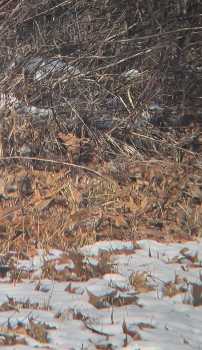 Fox Sparrow - ML631089777