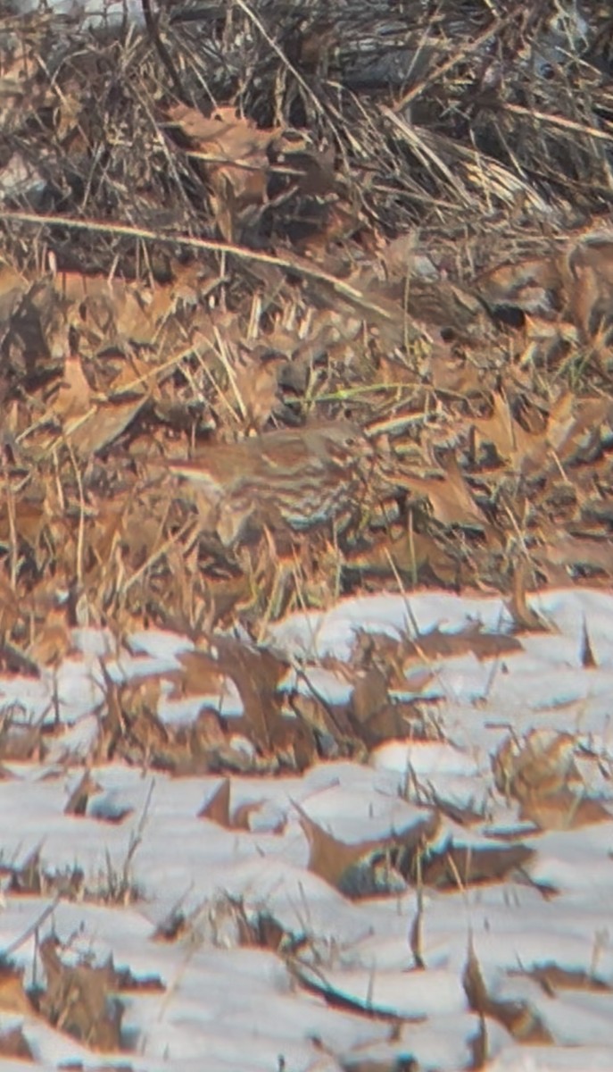 Fox Sparrow - ML631089778