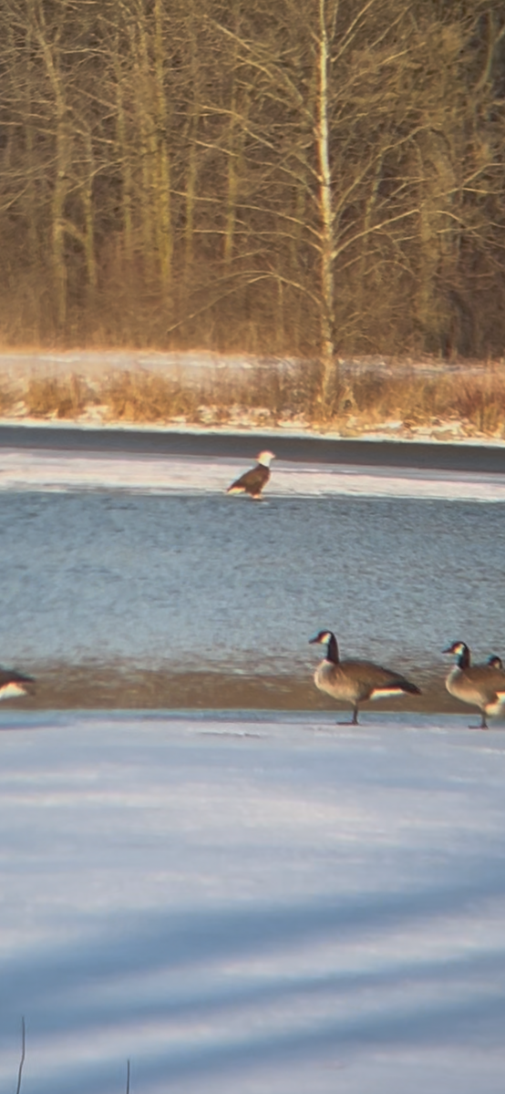 Bald Eagle - ML631089960