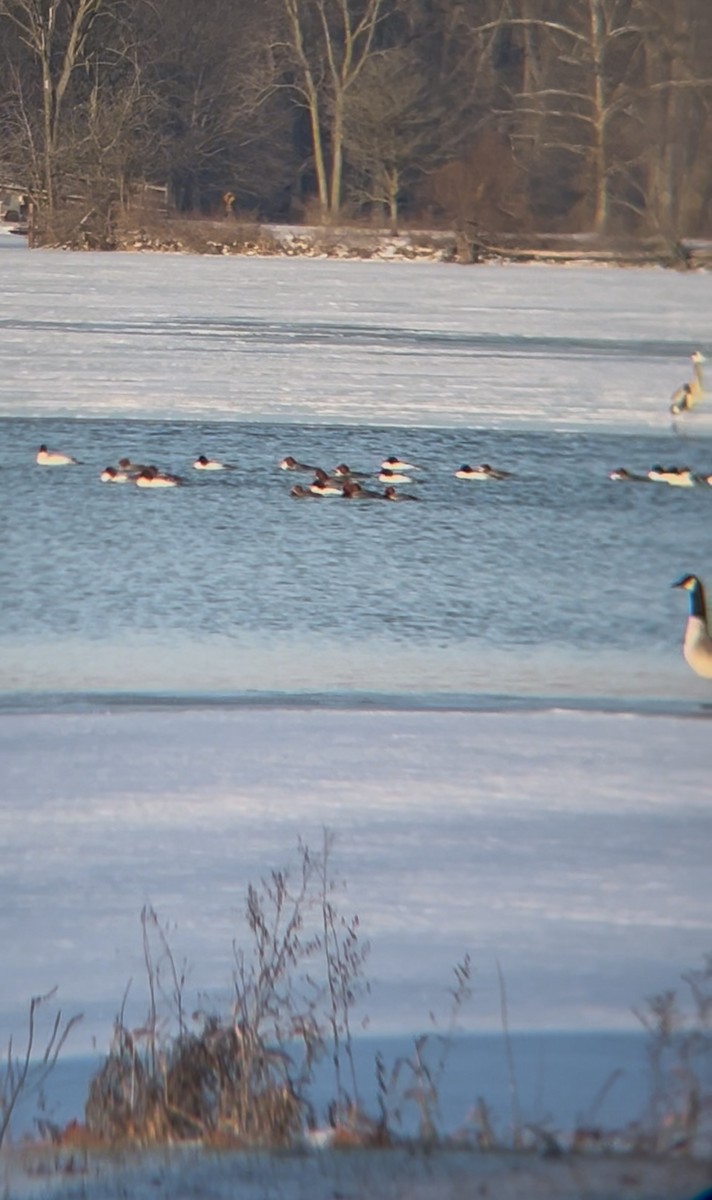 Сэвгэр бохио - ML631089975