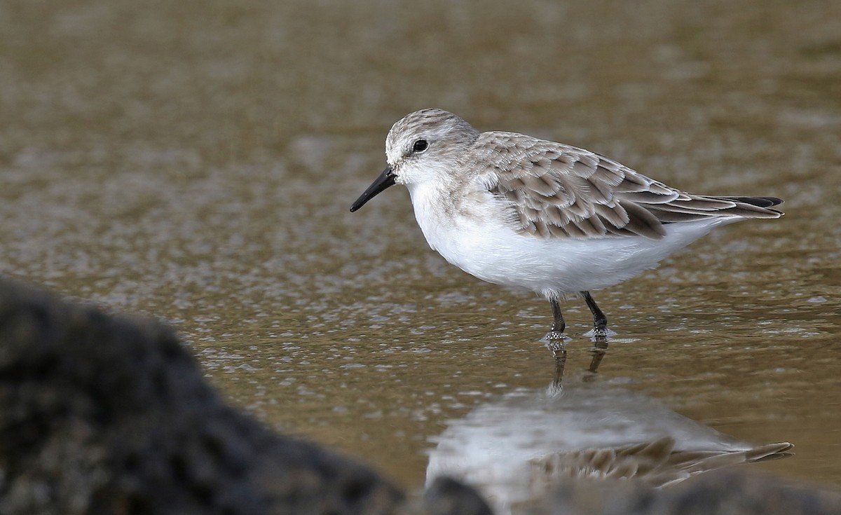 Одой элсэг - ML631090008