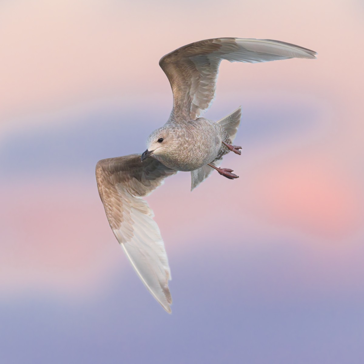 Iceland Gull - ML631090045