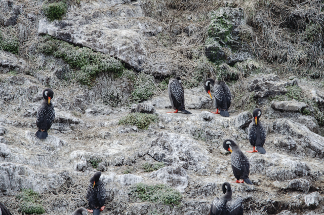 Gri Karabatak - ML631090051