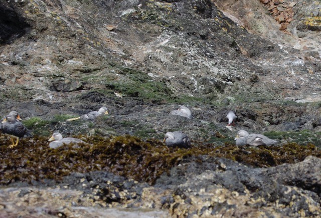 Yunus Martısı - ML631090174