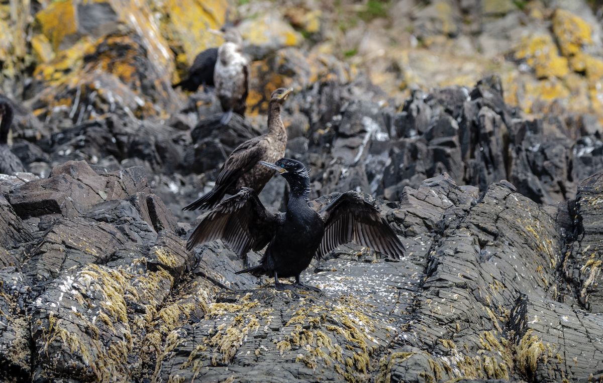 Neotropikal Karabatak - ML631090271