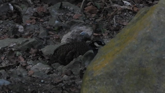 Taiwan Partridge - ML631090308