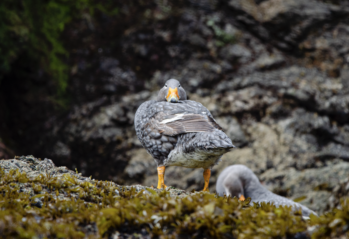 Macellan Forsa Ördeği - ML631090317