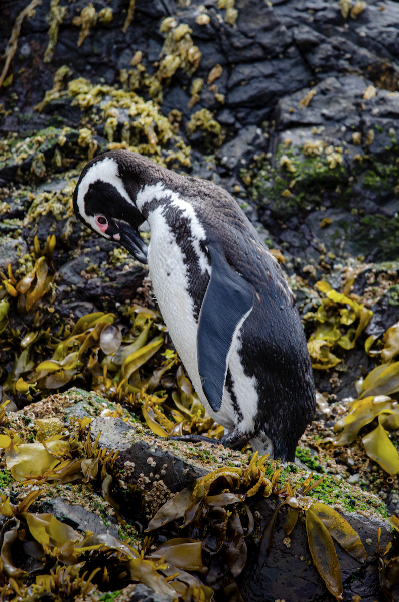 Macellan Pengueni - ML631090330