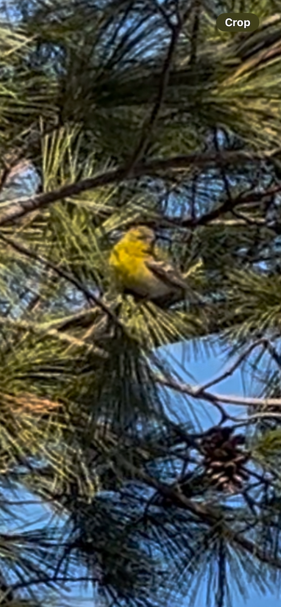 Pine Warbler - ML631090588