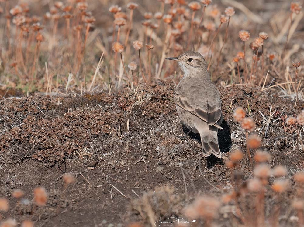 Short-billed Miner - ML631090600