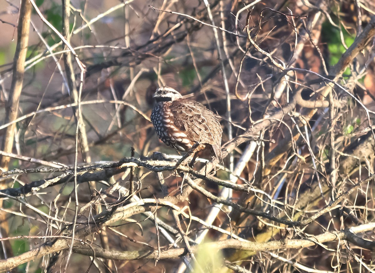 Black-throated Bobwhite - ML631090726