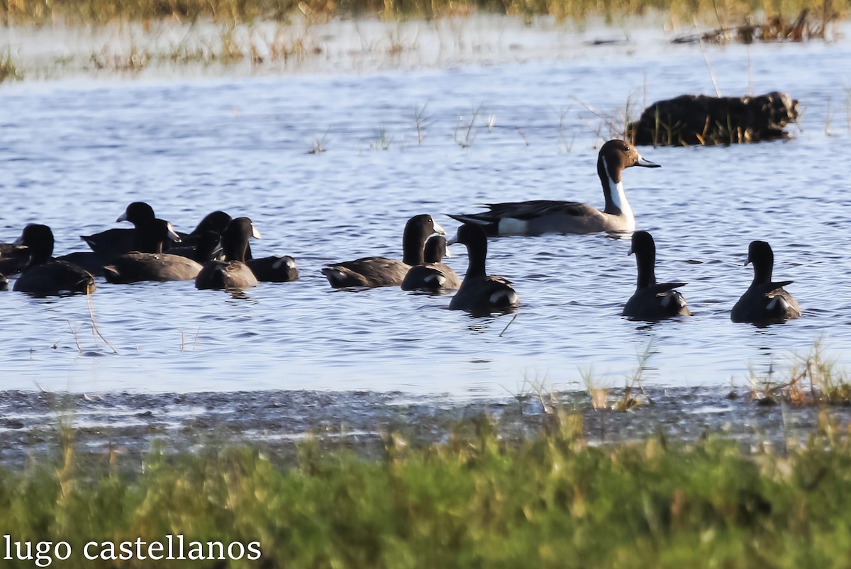 Northern Pintail - ML631090826
