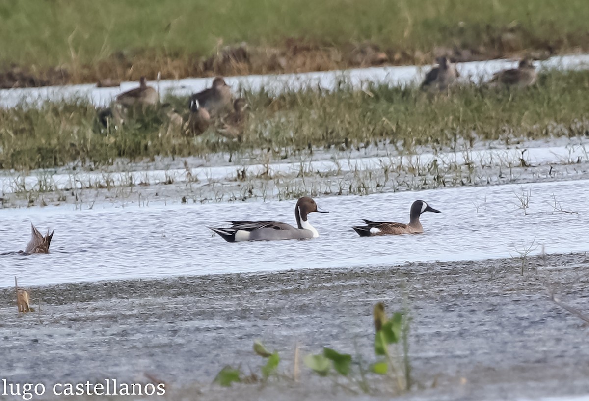 Northern Pintail - ML631090873