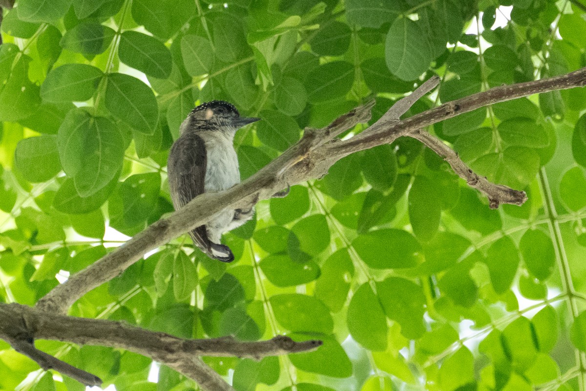 Grayish Piculet - ML631091048