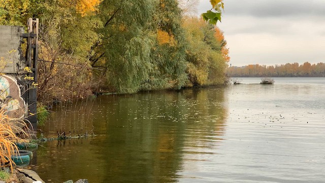 Хилэн гүеэт гахууна - ML631091072
