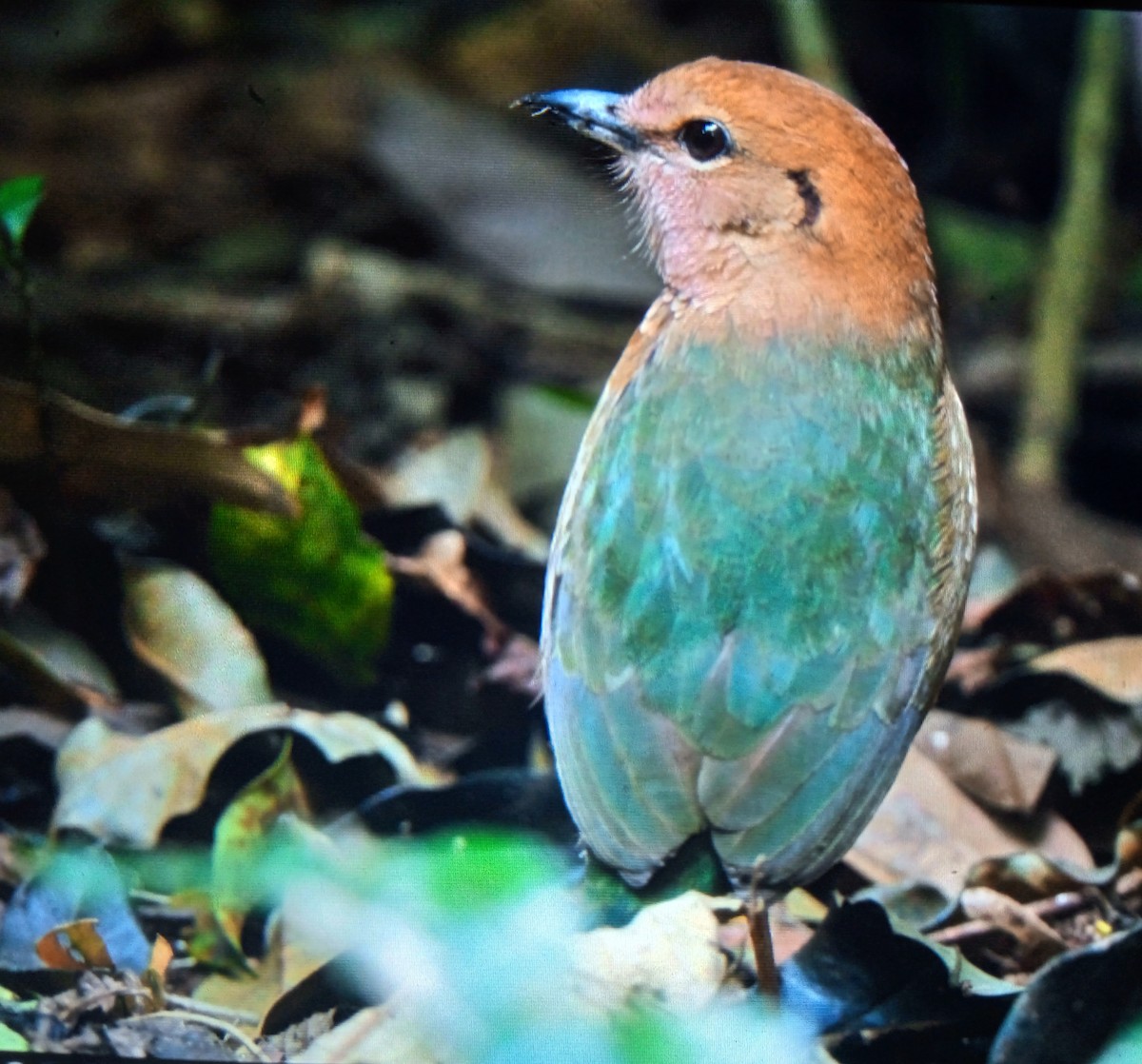 Rusty-naped Pitta - ML631091326