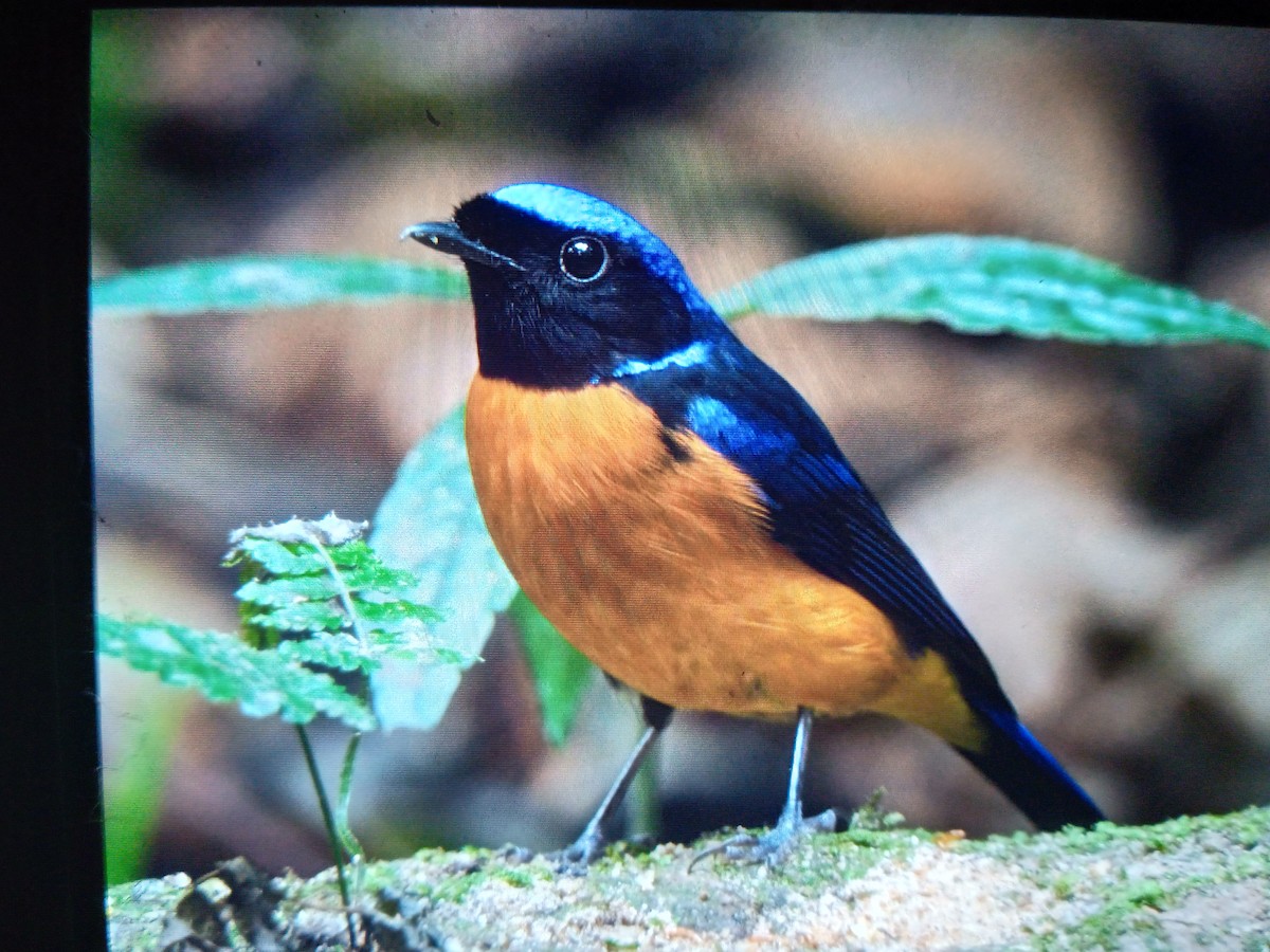 Fujian Niltava - ML631091342