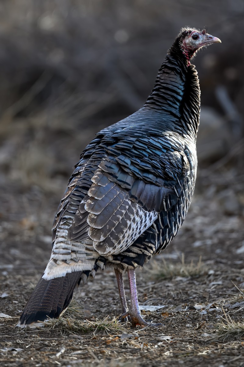 Wild Turkey - ML631091577