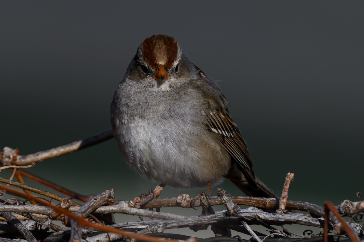 White-crowned Sparrow - ML631091580