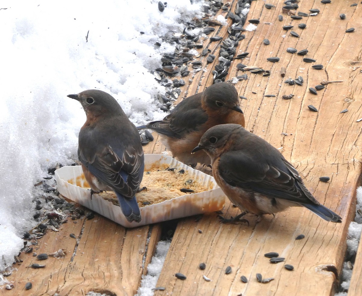 Eastern Bluebird - ML631091620