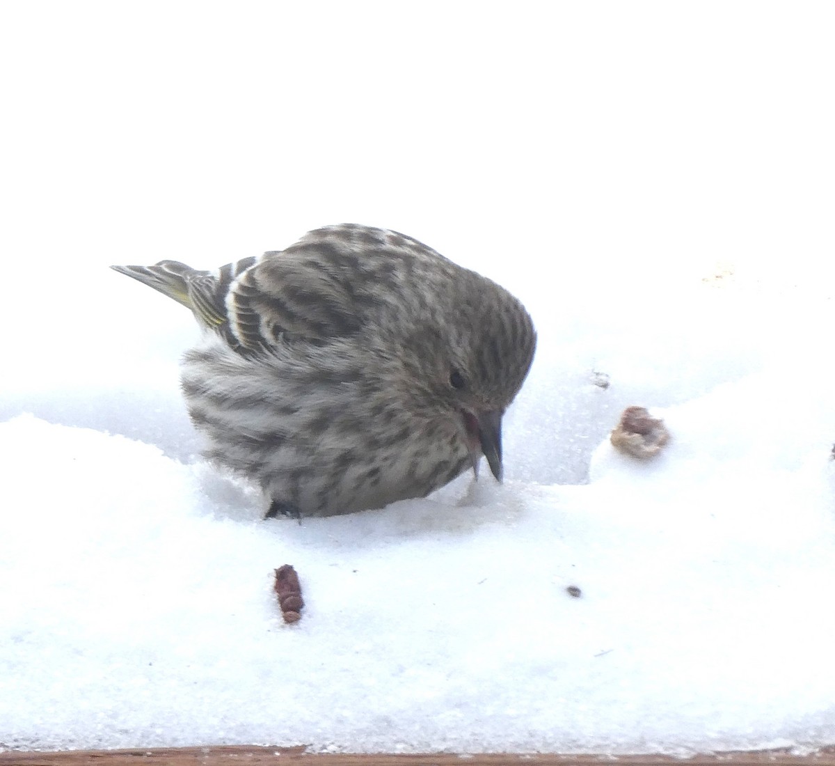 Pine Siskin - ML631091641