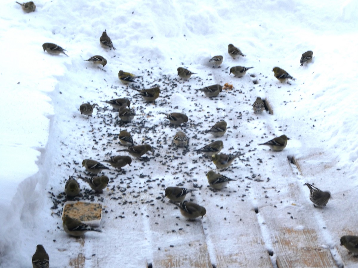 American Goldfinch - ML631091723