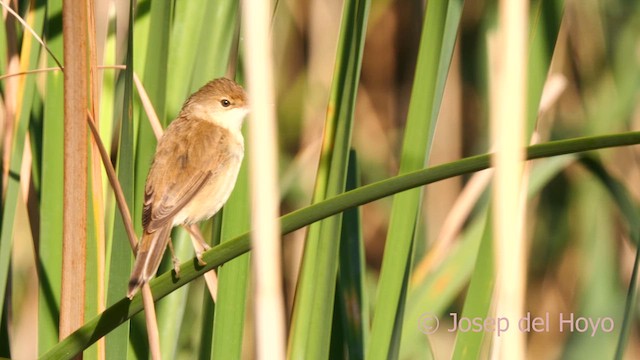 Common Reed Warbler - ML631091770