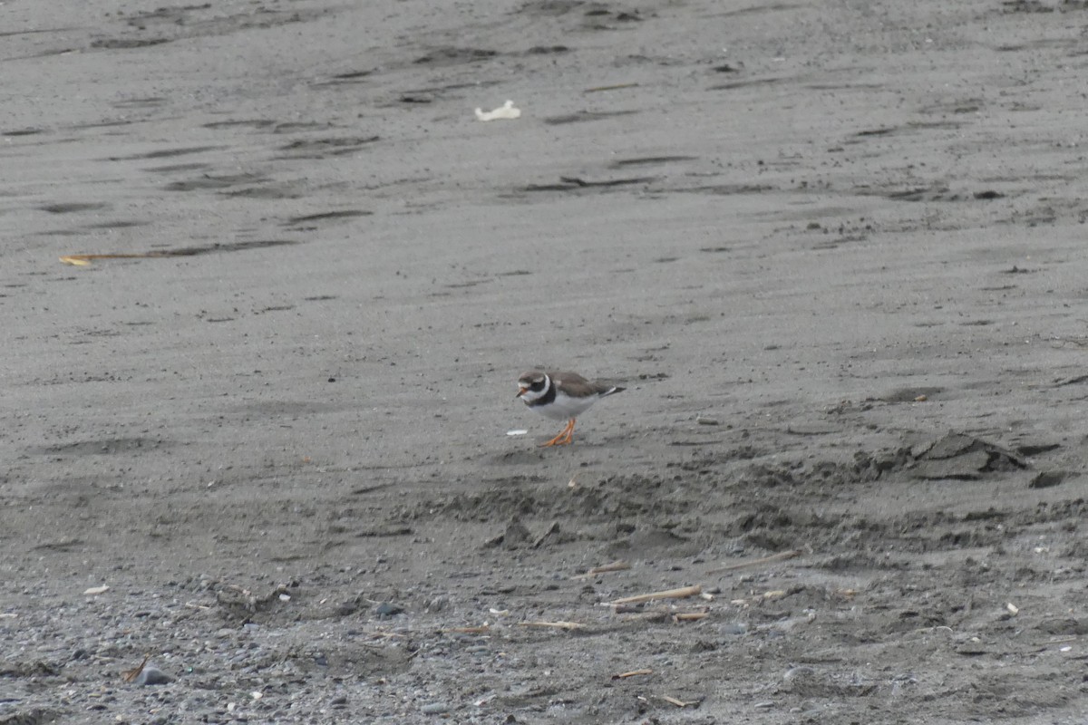 Common Ringed Plover - ML631091908